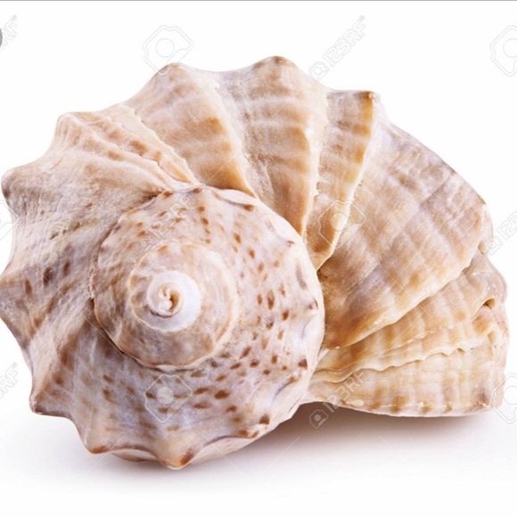 seeshellz